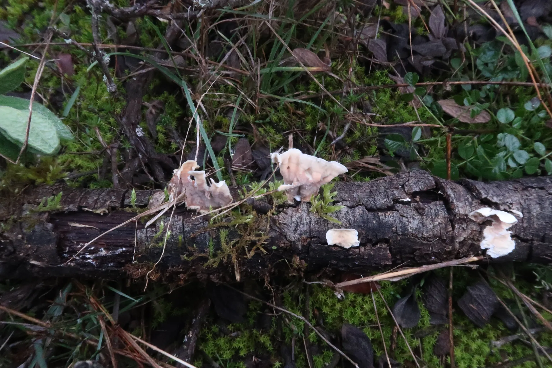 Phlebia albomellea - 1 - 1821